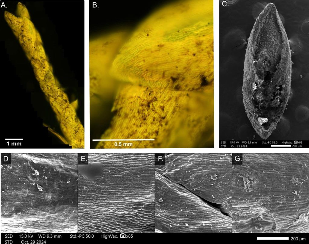 Microscopía fluorescente y electrónica de barrido (SEM) aplicada a hojas de enebro fósiles y actuales