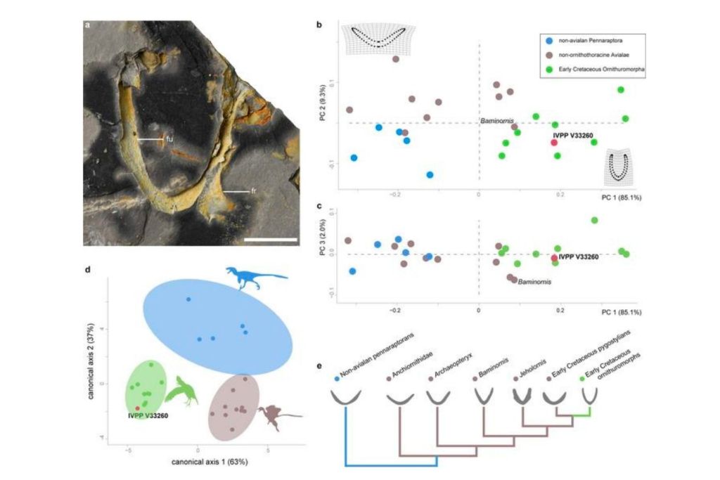 Una posible fúrcula de un ornituromorfo jurásico, procedente de la fauna de Zhenghe y con una antigüedad de 150 millones de años