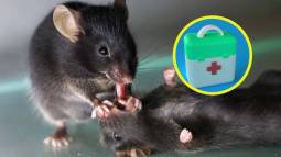 Un ratón intenta reanimar a su compañero inconsciente tirando de su lengua