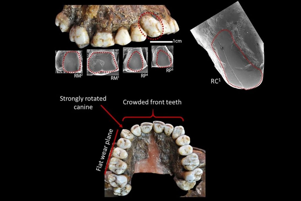 Casi todos los registros dentales pavlovianos presentan evidencias de desgaste