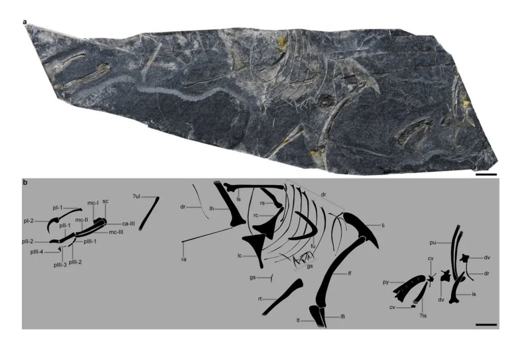 Una fotografía junto con un dibujo interpretativo muestran el fósil de Baminornis zhenghensis