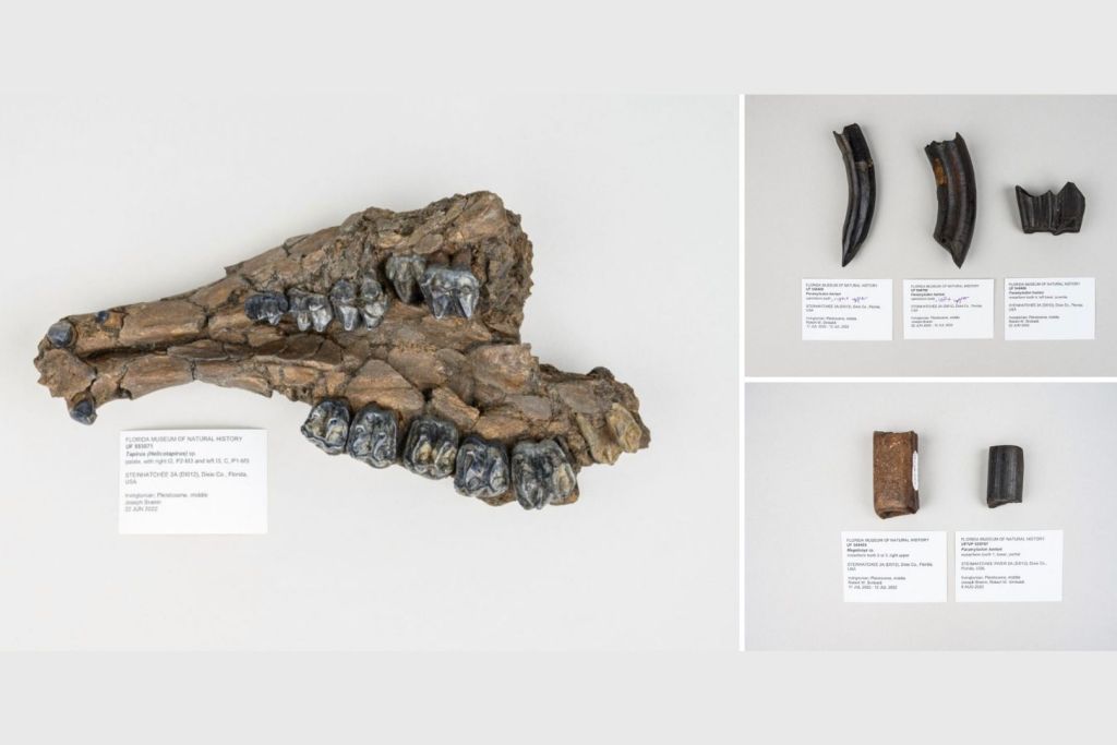 El fósil de un tapir podría pertenecer a una especie desconocida o simplemente ser un ejemplar atípico dentro de una población antigua