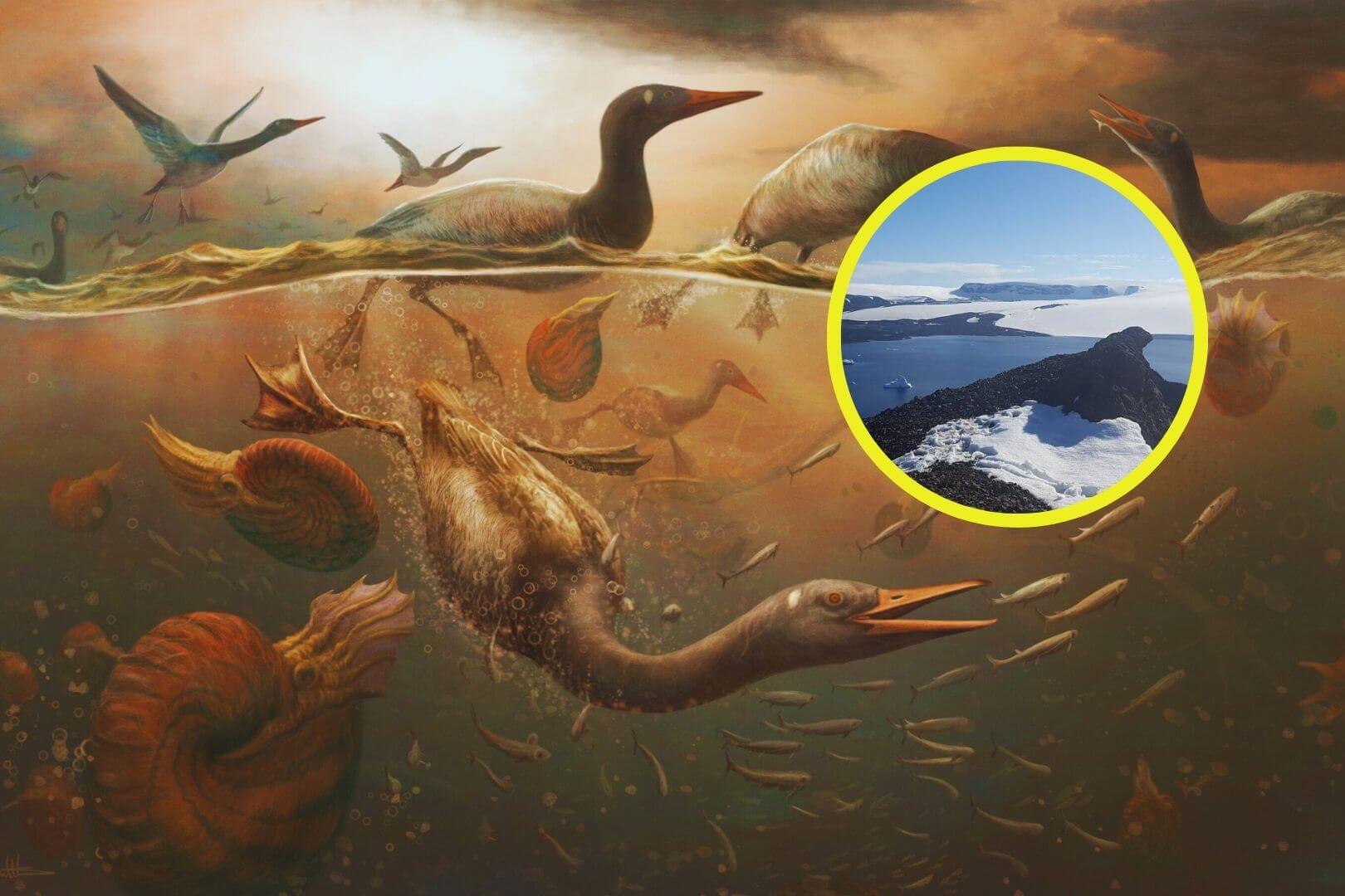 ¿El ancestro más antiguo de los patos? Este fósil prehistórico en la Antártida podría resolver el misterio