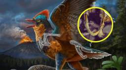 Descubren en China el fósil de un ave de 149 millones de años que podría reescribir la historia de la evolución