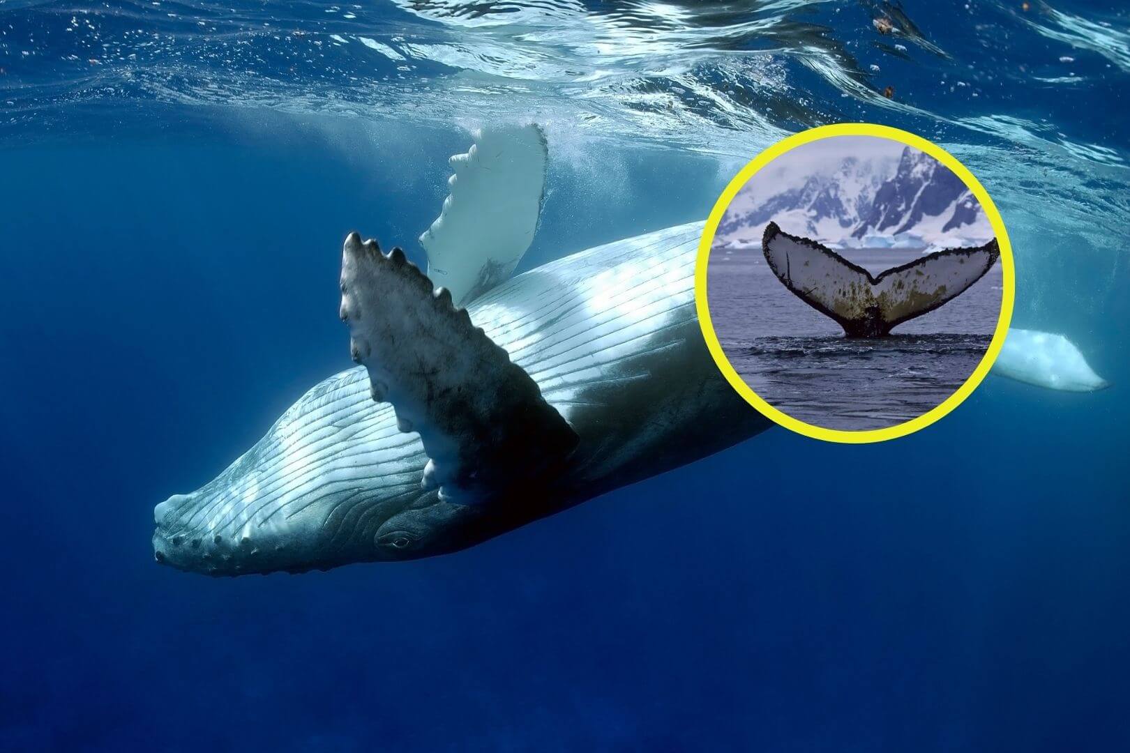 Una investigación apoyada por la ciencia ciudadana revela que un macho de ballena jorobada recorrió casi el doble de la distancia migratoria habitual