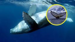 Una investigación apoyada por la ciencia ciudadana revela que un macho de ballena jorobada recorrió casi el doble de la distancia migratoria habitual