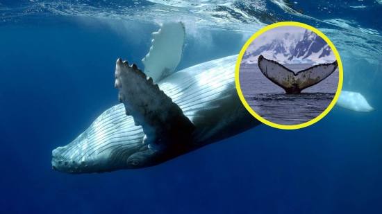 Una investigación apoyada por la ciencia ciudadana revela que un macho de ballena jorobada recorrió casi el doble de la distancia migratoria habitual