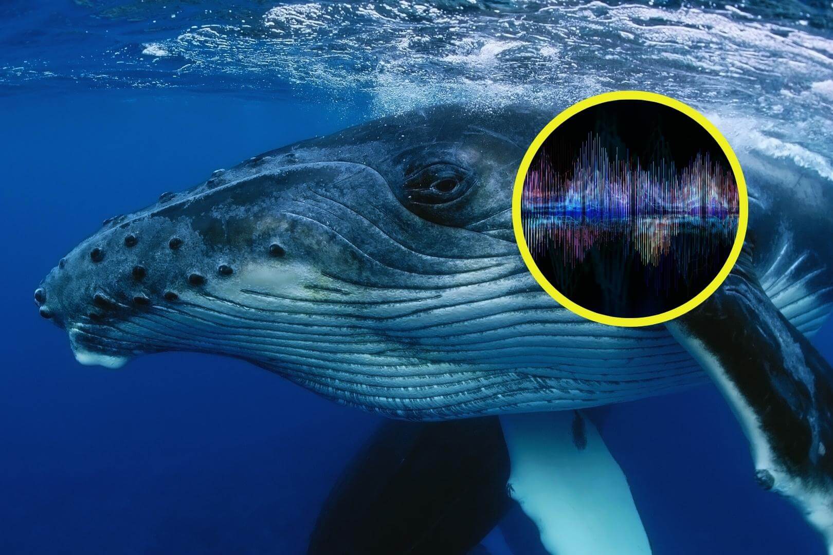 Descubren que las ballenas jorobadas usan patrones similares a los del lenguaje humano en sus cantos