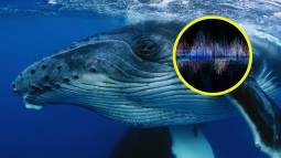Descubren que las ballenas jorobadas usan patrones similares a los del lenguaje humano en sus cantos
