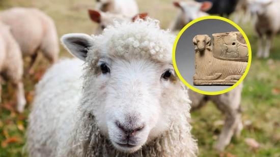 Descubren cómo la domesticación de ovejas hace 11.000 años transformó la historia