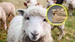 Descubren cómo la domesticación de ovejas hace 11.000 años transformó la historia