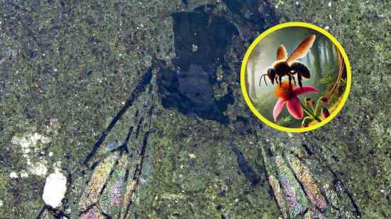 Este fósil de 14,6 millones de años podría cambiar lo que sabemos sobre las abejas en Nueva Zelanda