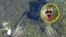 Este fósil de 14,6 millones de años podría cambiar lo que sabemos sobre las abejas en Nueva Zelanda