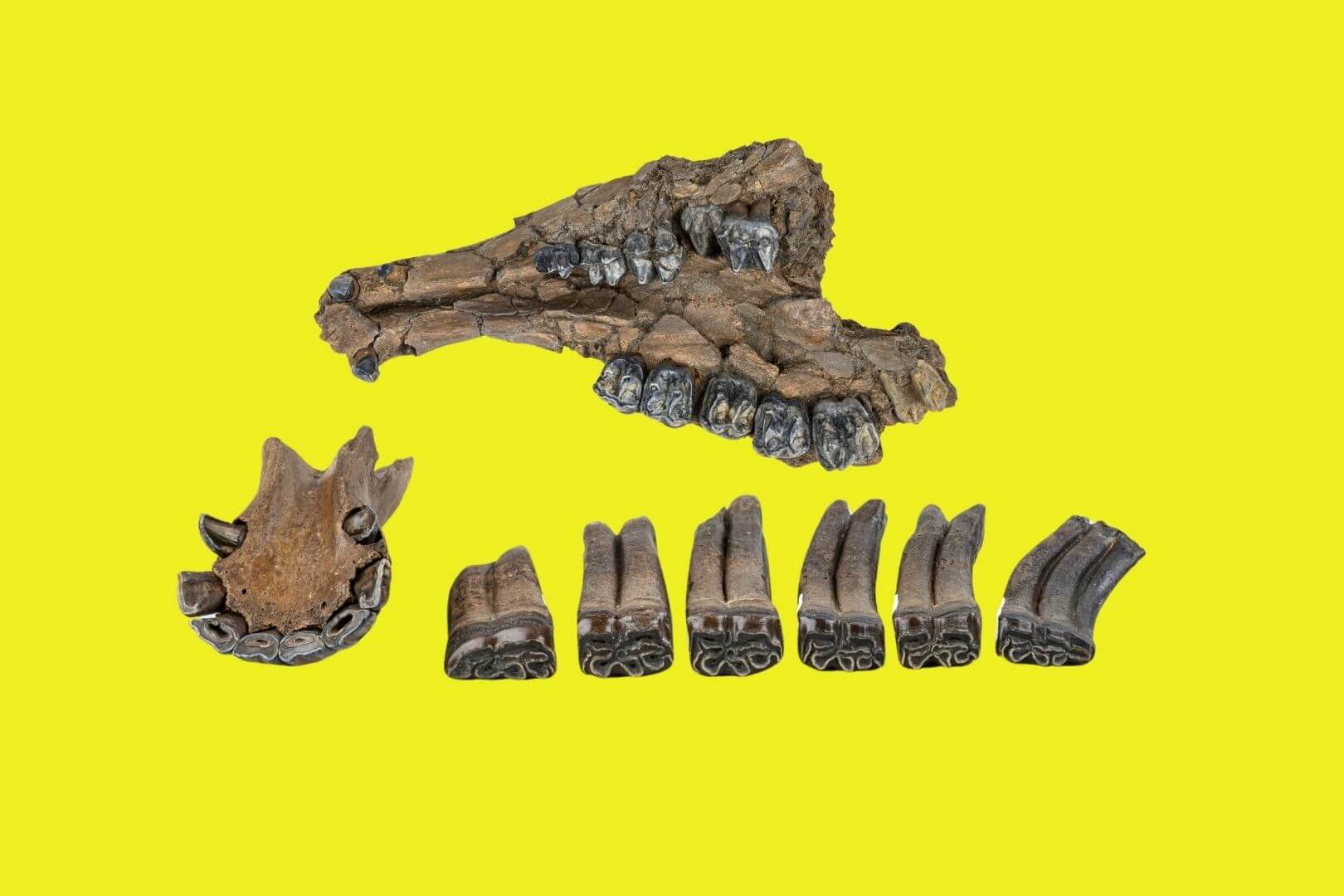 Un tesoro paleontológico emerge de las aguas de Florida