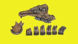 Un tesoro paleontológico emerge de las aguas de Florida