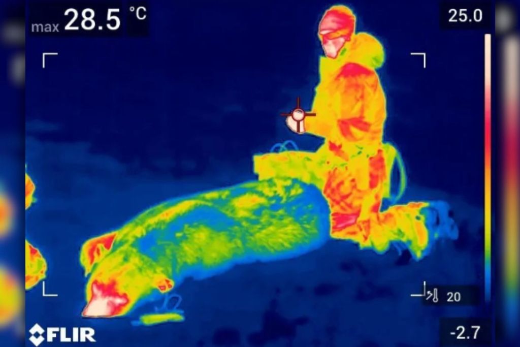 Imagen térmica de un oso polar que muestra el aislamiento de su pelaje, captada con una cámara infrarroja FLIR E75 24º en el archipiélago de Svalbard, Noruega