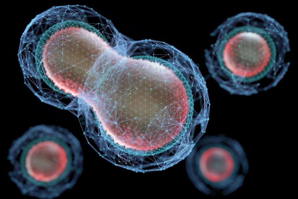 La meiosis es el proceso que baraja los genes para que cada ser humano sea único