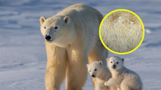 Descubren cómo los osos polares repelen el hielo