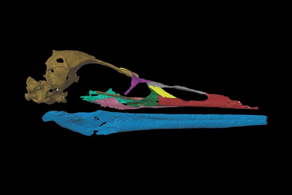 La reconstrucción digital del cráneo completo de Vegavis reveló su sorprendente parecido con las aves modernas