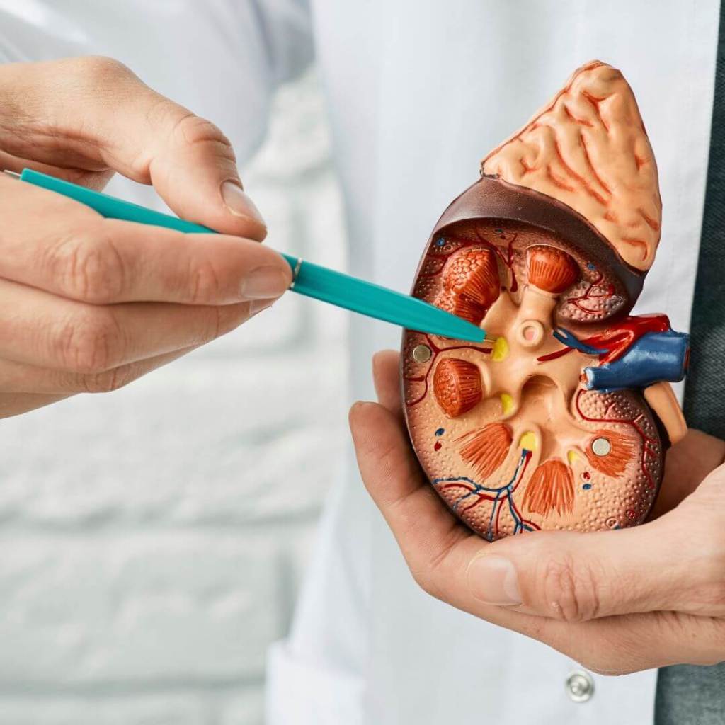 riñones, sistema inmunitario