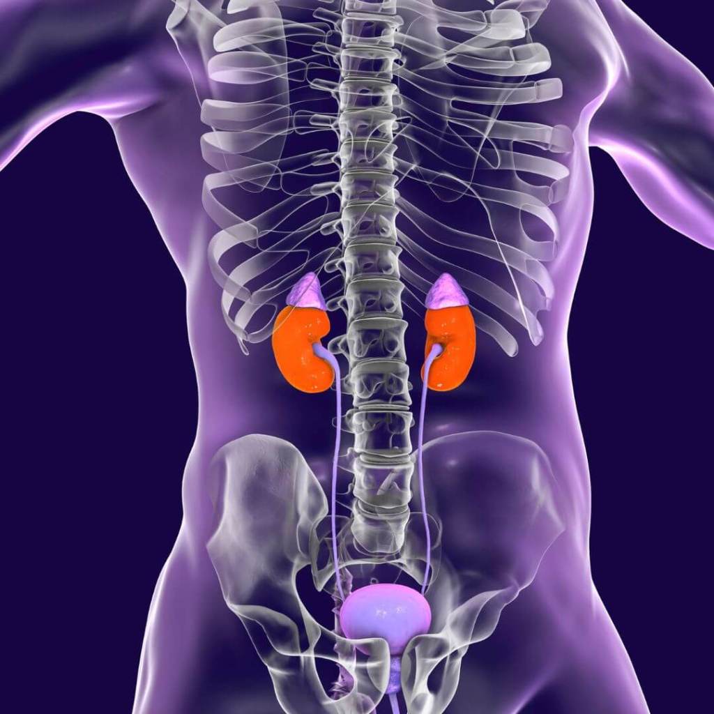 cáncer renal