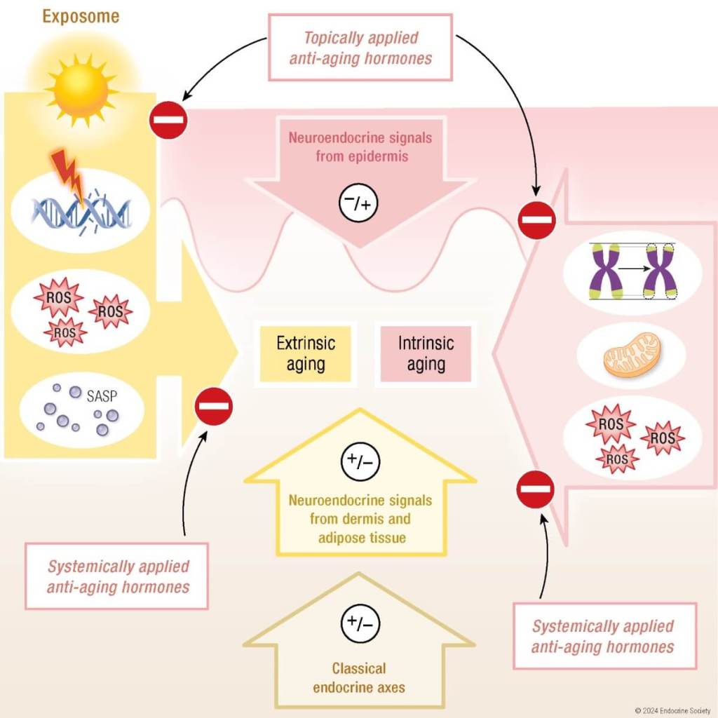 La ciencia identifica nuevas claves para frenar el envejecimiento y prevenir el daño cutáneo gráfico