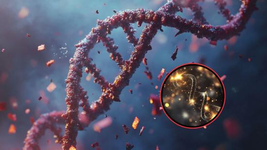 ADN dañado y ADN reparado