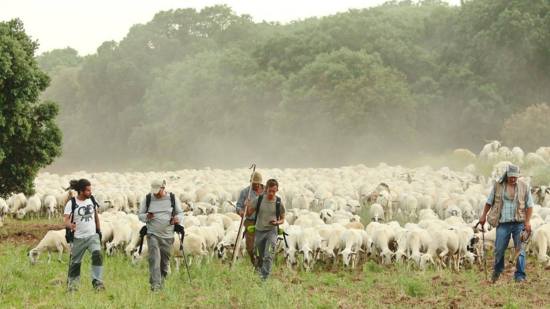 Imagen del proyecto de trashumancia Medelca con el rebaño.