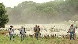 Imagen del proyecto de trashumancia Medelca con el rebaño.