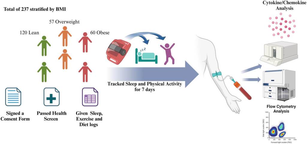 Un esquema visual del protocolo de investigación que representa de manera cronológica los procedimientos del estudio y las actividades realizadas por los participantes. Falta de sueño y sistema inmune.