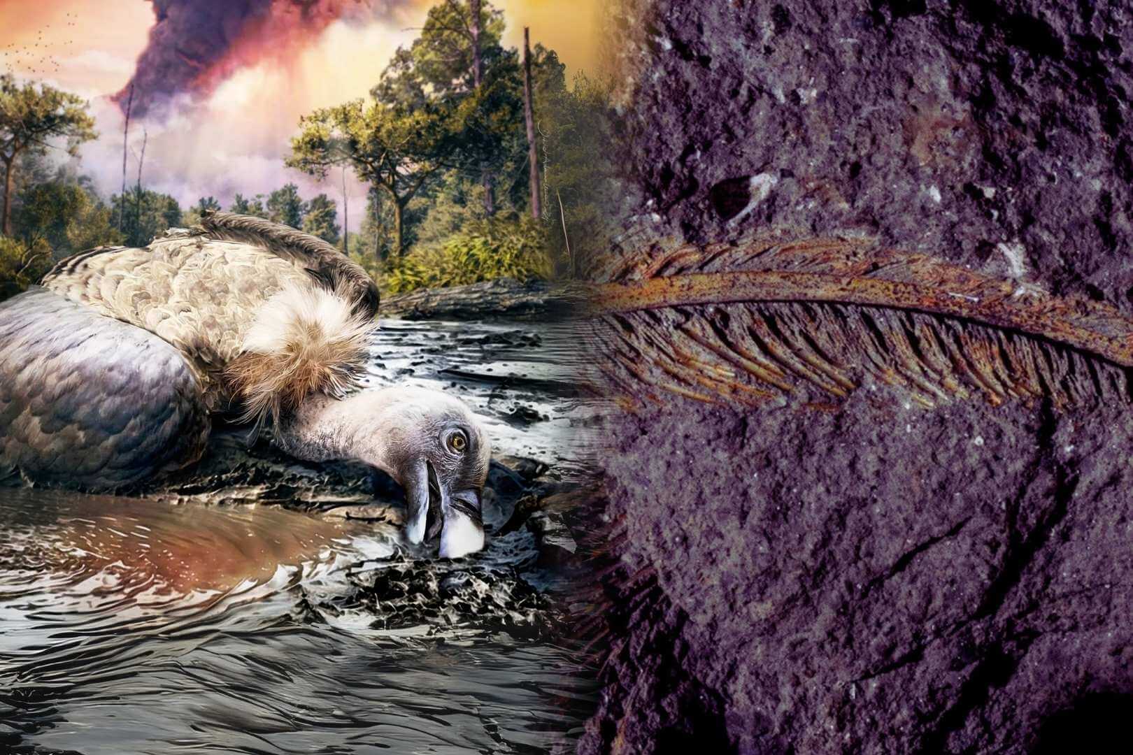 Descubren un buitre de 30.000 años fosilizado con plumas replicadas a escala microscópica