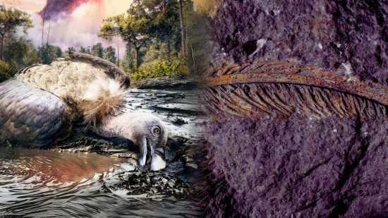 Descubren un buitre de 30.000 años fosilizado con plumas replicadas a escala microscópica