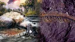 Descubren un buitre de 30.000 años fosilizado con plumas replicadas a escala microscópica