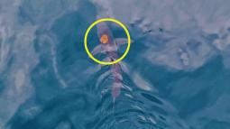 Un tiburón y un pulpo protagonizan la imagen más surrealista del año