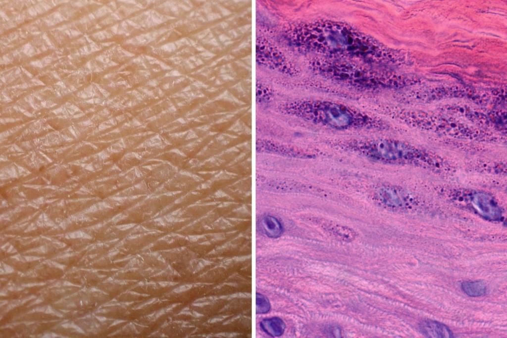 La epidermis, la capa más superficial de la piel, es una barrera viva que se renueva desde dentro y nos protege del mundo exterior sin que lo notemos