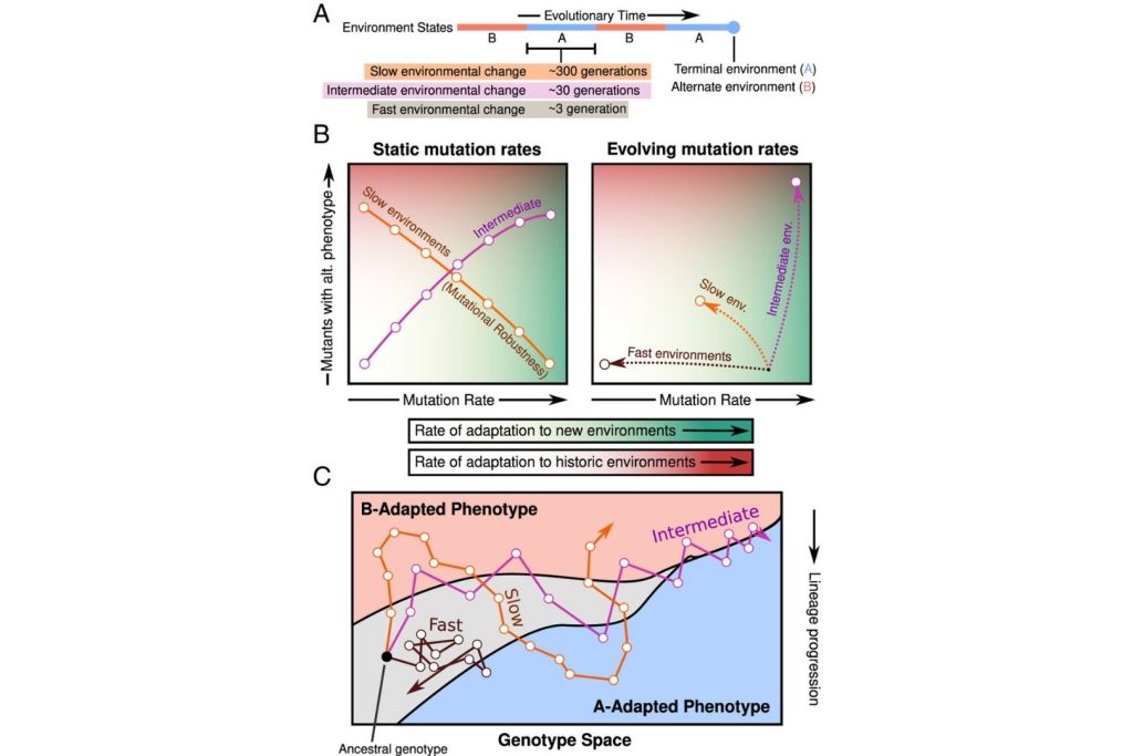 Los cambios en el patrón de mutaciones modifican la capacidad de los organismos para adaptarse