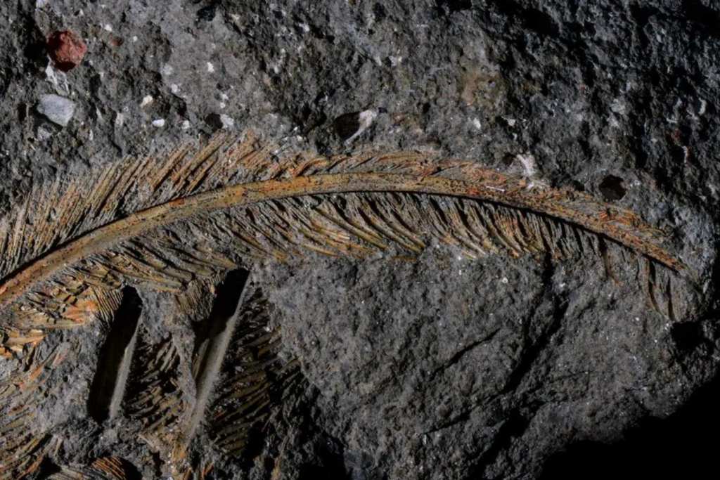 Una pluma fosilizada de buitre leonado, con 30.000 años de antigüedad, ha sido hallada incrustada en roca volcánica del complejo de Colli Albani, cerca de Roma