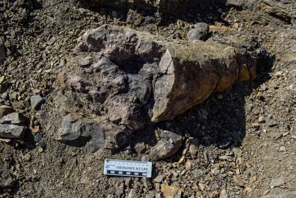 Un tronco fosilizado de conífera, datado en la extinción masiva del Pérmico, ha sido descubierto en la actual región noreste de China
