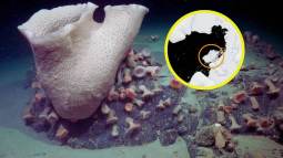 El hallazgo inesperado en el fondo marino revela nuevas especies y desafía lo que creíamos saber sobre la vida bajo el hielo