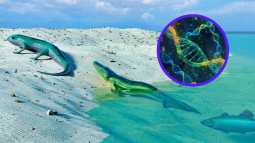 La evolución podría estar evolucionando, volviéndose más eficiente con el tiempo, según un estudio que desafía lo que creíamos saber sobre la adaptación biológica