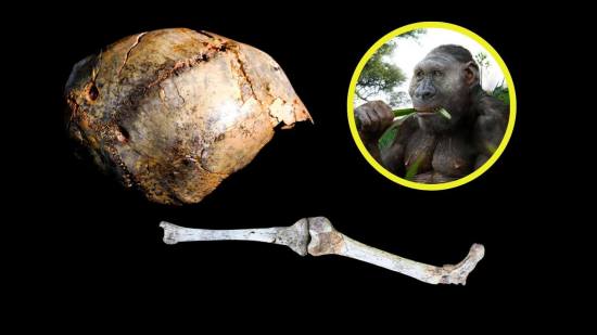 Este homínido de un metro de altura caminó como nosotros, pero terminó devorado por un leopardo