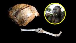 Este homínido de un metro de altura caminó como nosotros, pero terminó devorado por un leopardo