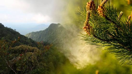 Dos fósiles de granos de polen revolucionan lo que sabíamos sobre la biodiversidad en Asia