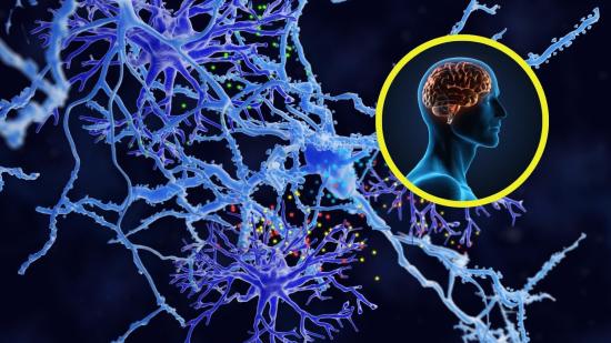 Un nuevo tipo de célula en el cerebro podría revolucionar el tratamiento de enfermedades neurodegenerativas