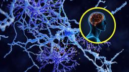 Un nuevo tipo de célula en el cerebro podría revolucionar el tratamiento de enfermedades neurodegenerativas