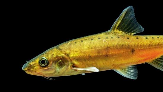 Un pez dorado sin escamas descubierto en China muestra la evolución en acción