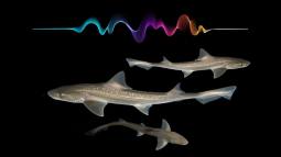 Durante décadas se creyó que los tiburones eran silenciosos… hasta que un hallazgo inesperado lo desmintió