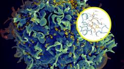 Revelan el ‘interruptor oculto’ que activa y propaga el VIH