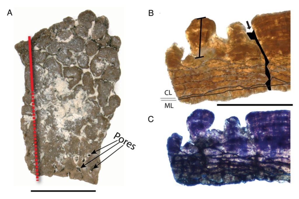 Detalles del fragmento fósil NCSM 33729 atribuido a Undulatoolithus