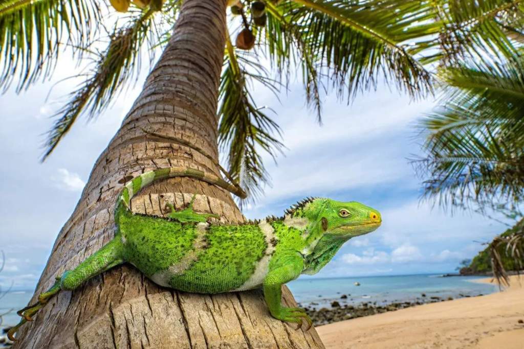 Una iguana crestada de Fiyi (Brachylophus vitiensis) descansa sobre una palmera cocotera en su hábitat natural. Según un nuevo análisis genético, su grupo evolutivo muestra un parentesco cercano con especies que habitan en el suroeste de Estados Unidos y el noroeste de México